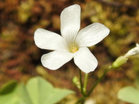 Oxalis incarnata