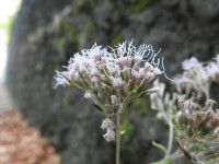 Eupatorium cannabinum