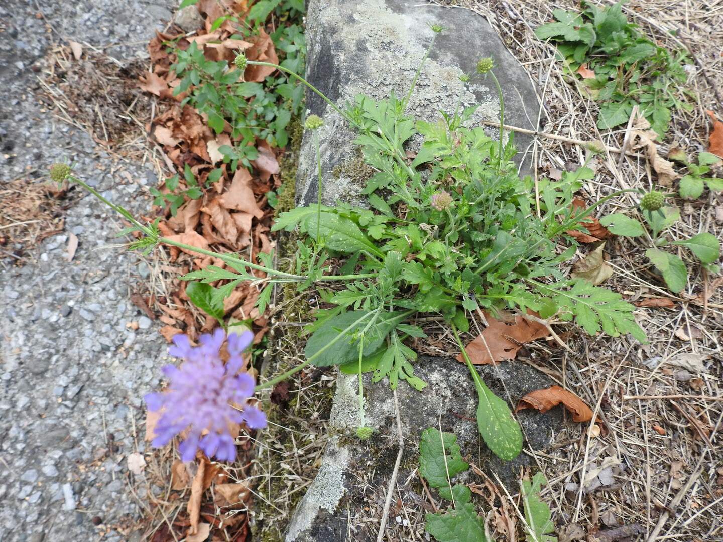 Scabiosa columbaria