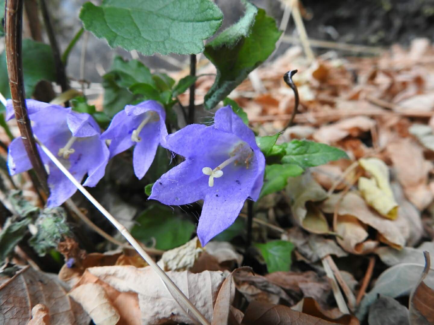 Campanula trachelium