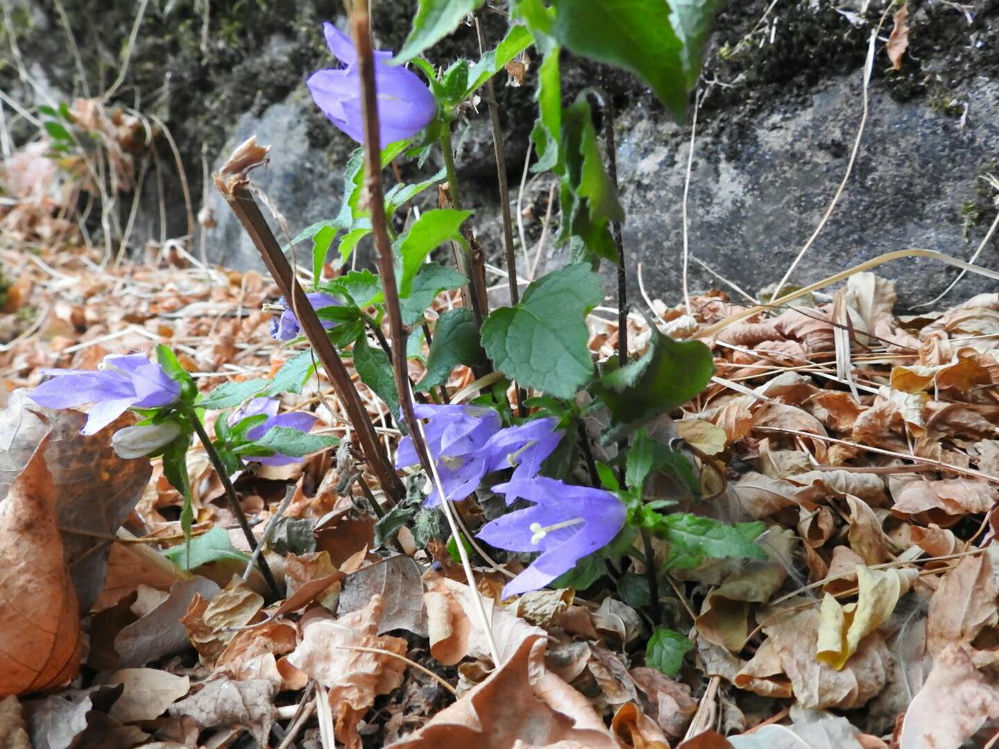 Campanula trachelium