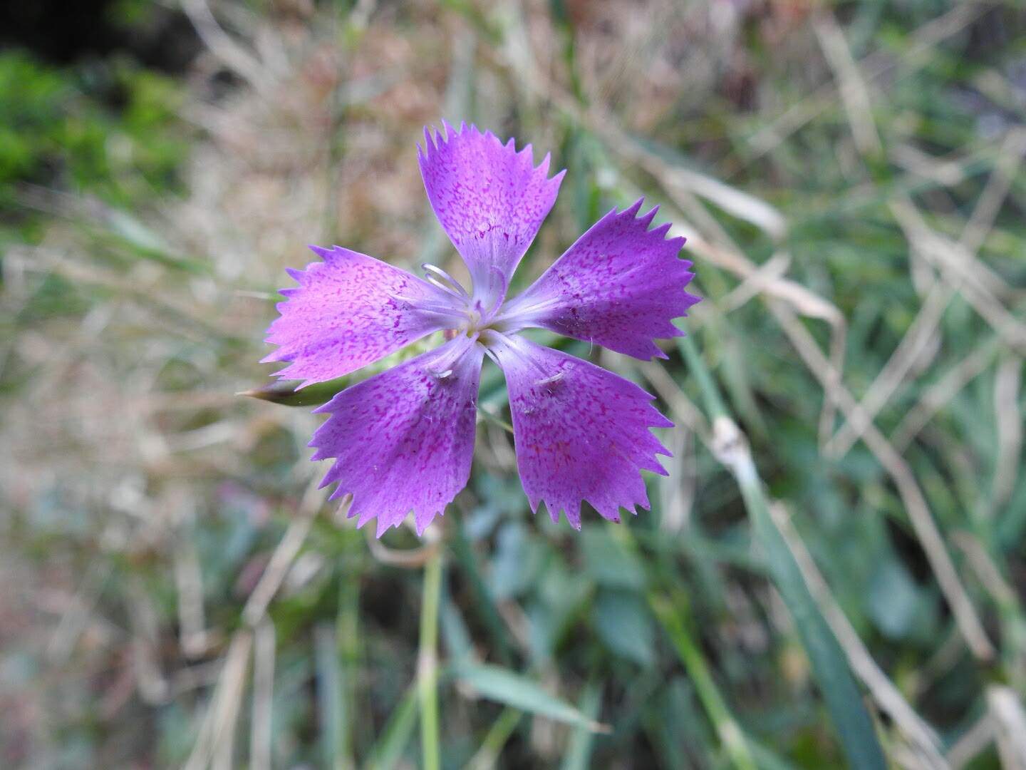 Dianthus seguieri