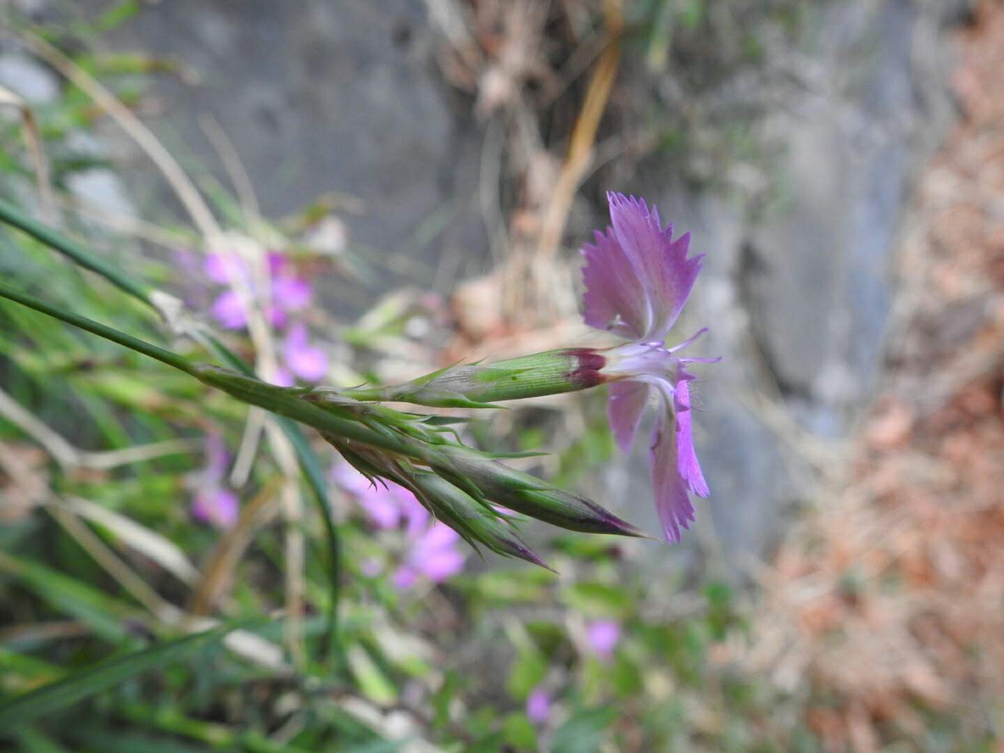 Dianthus seguieri