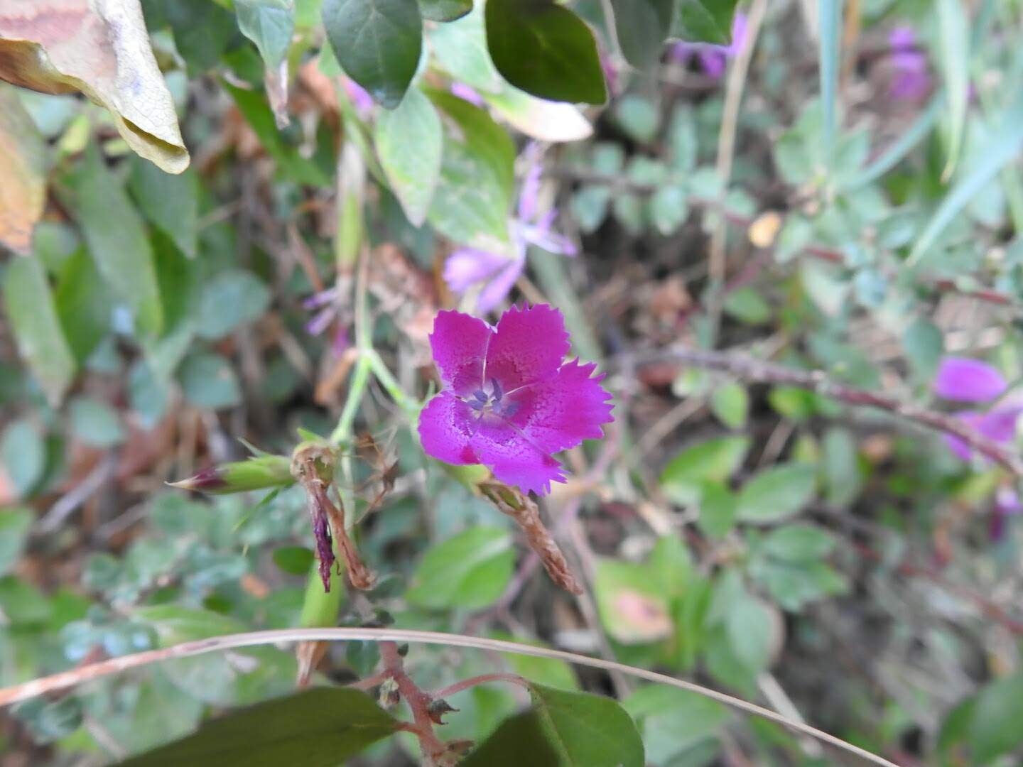 Dianthus seguieri