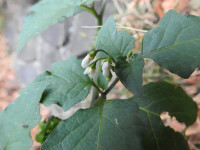 Solanum nigrum
