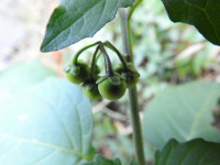 Solanum nigrum