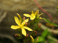 Hypericum montanum