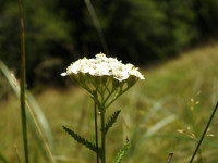 Achillea millefolium
