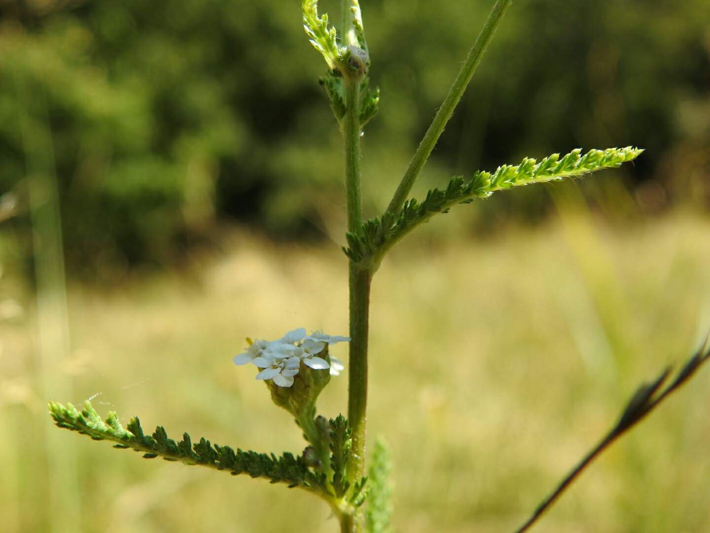 Achillea millefolium