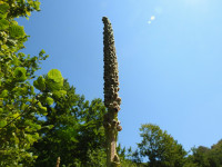 Verbascum thapsus