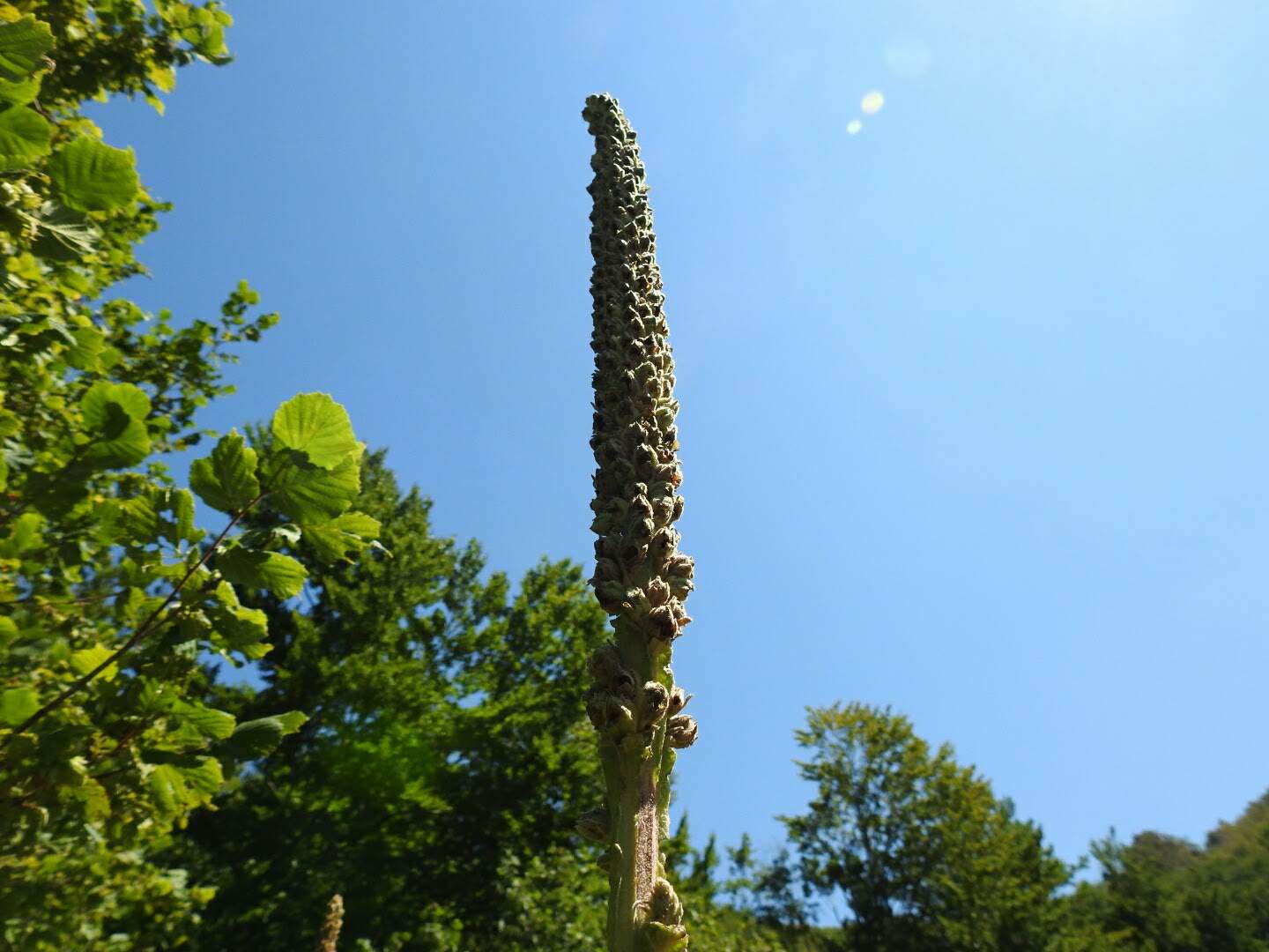 Verbascum thapsus