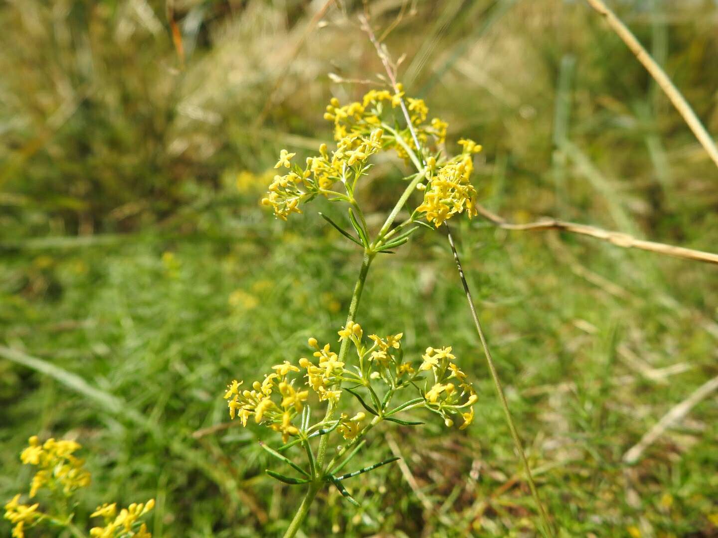 Galium verum