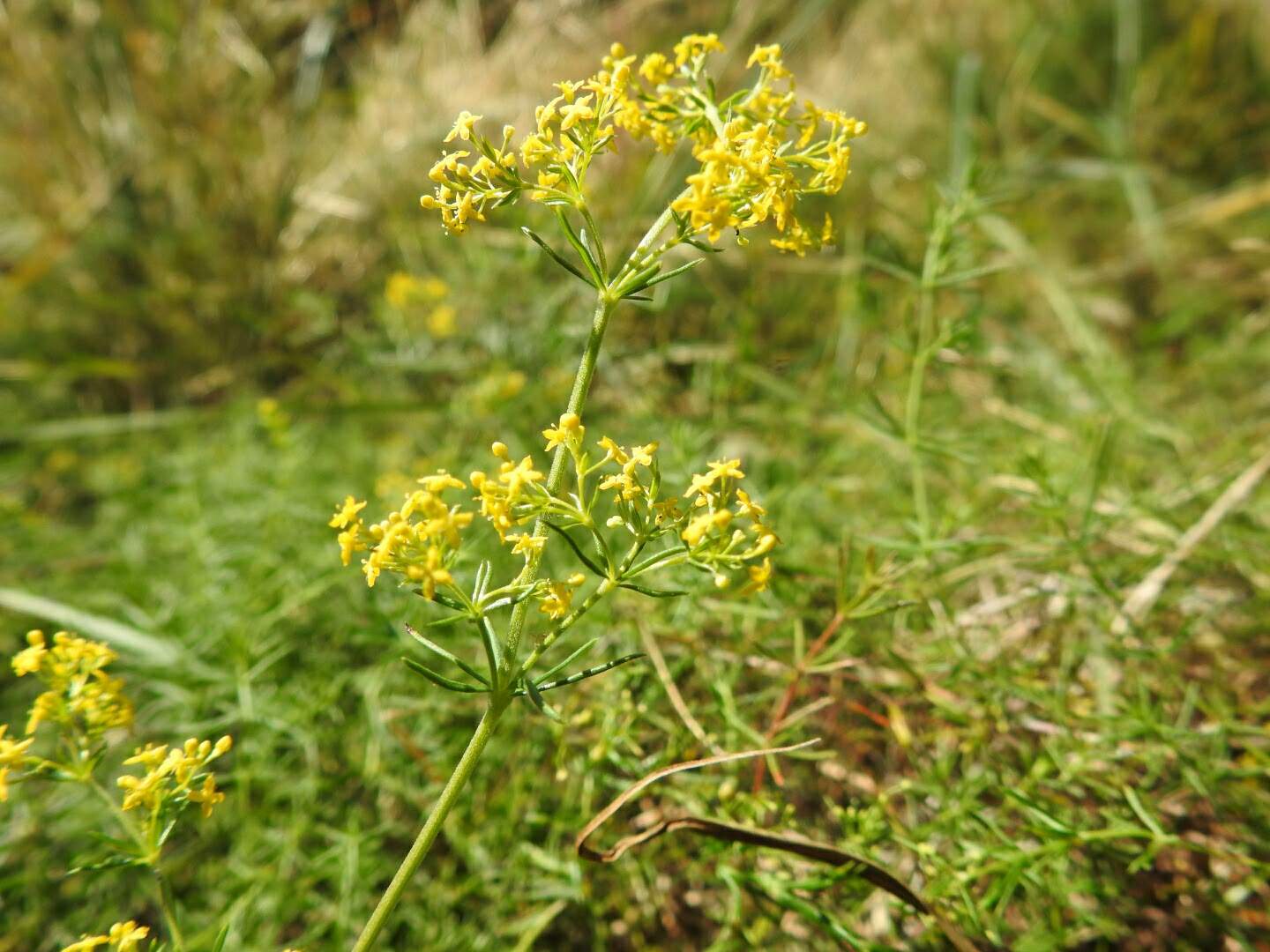 Galium verum