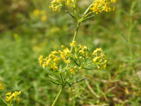 Galium verum