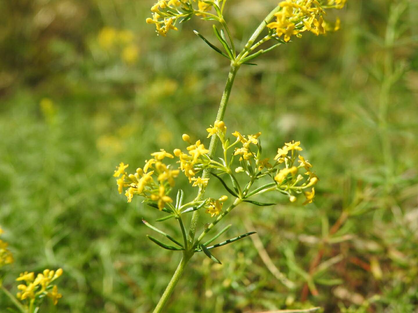Galium verum