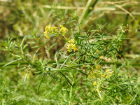 Galium verum