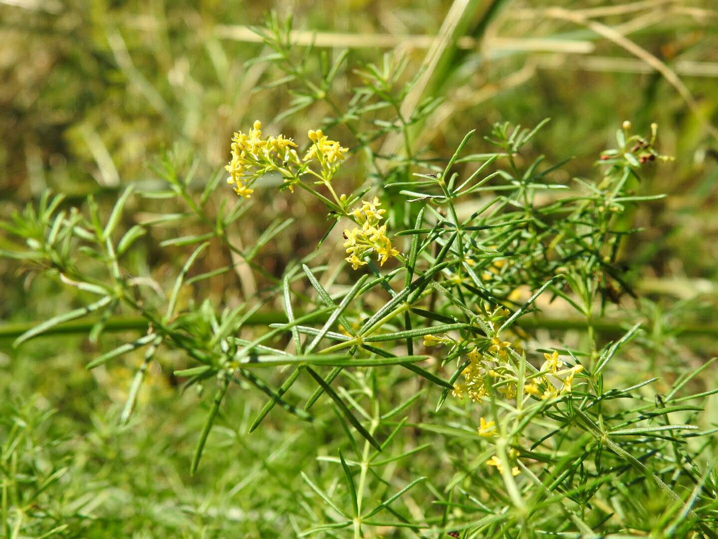 Galium verum