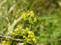 Galium verum