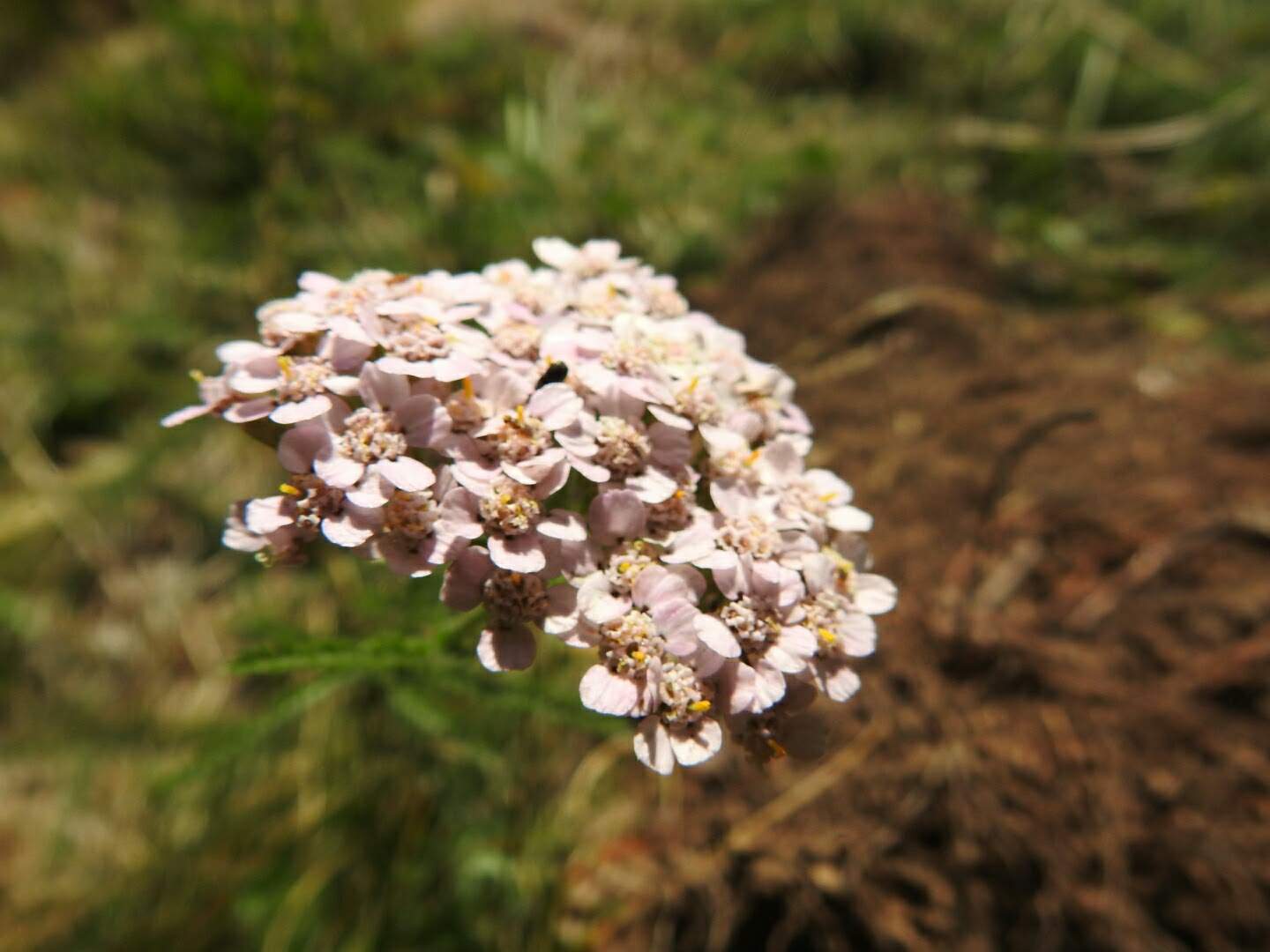 Achillea millefolium
