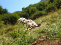 Achillea millefolium