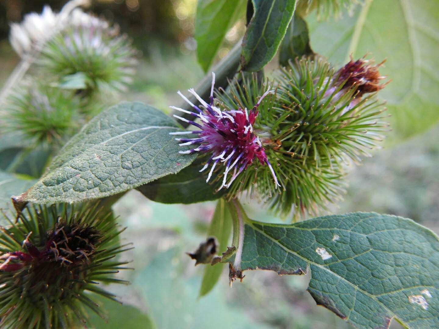 Arctium lappa