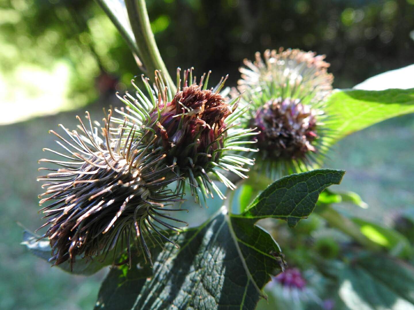 Arctium lappa