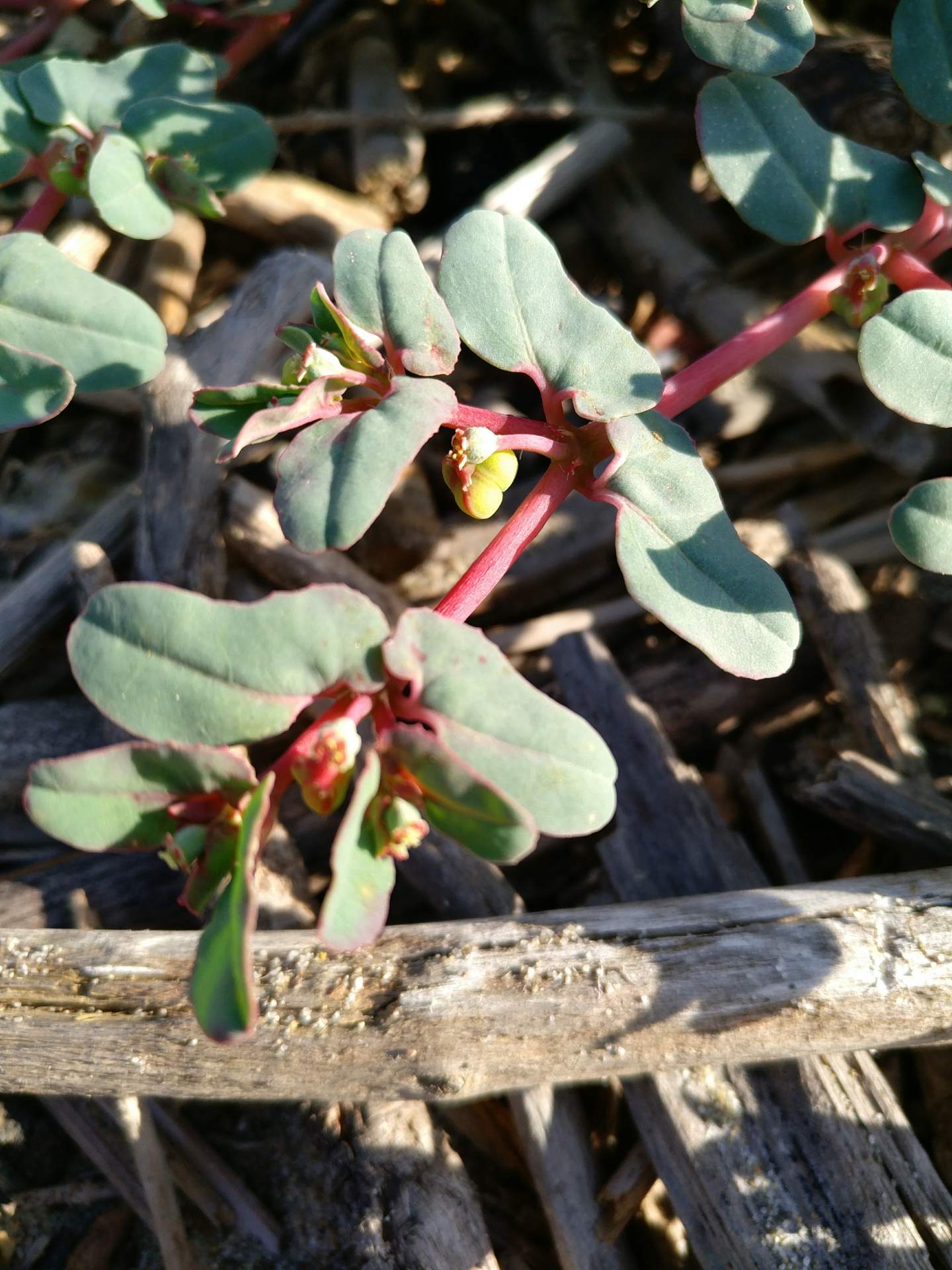 Euphorbia peplis