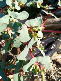 Euphorbia peplis