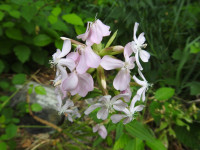Saponaria officinalis