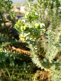 Euphorbia paralias