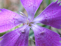 Dianthus seguieri