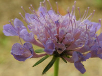 Scabiosa columbaria