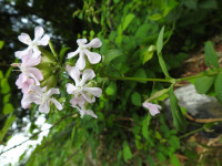 Saponaria officinalis