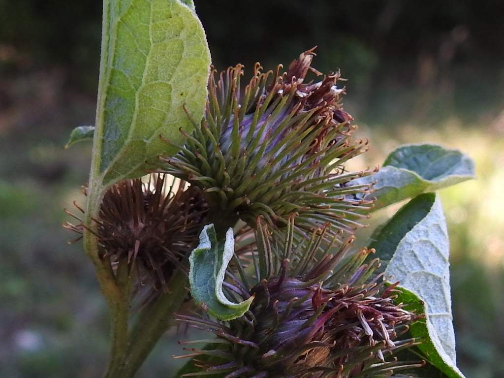 Arctium lappa