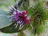Arctium lappa
