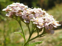 Achillea millefolium