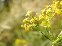 Galium verum