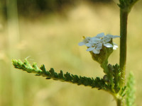 Achillea millefolium