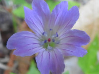 Geranium nodosum