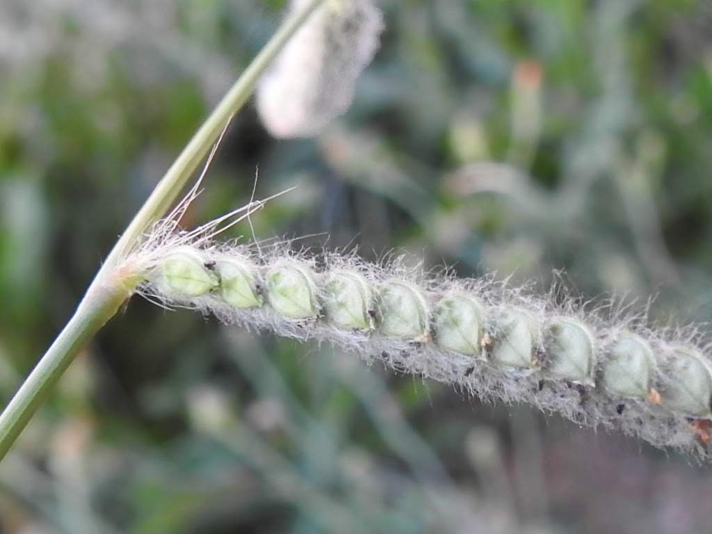 Paspalum dilatatum