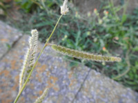 Paspalum dilatatum