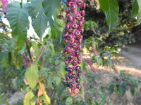 Phytolacca americana