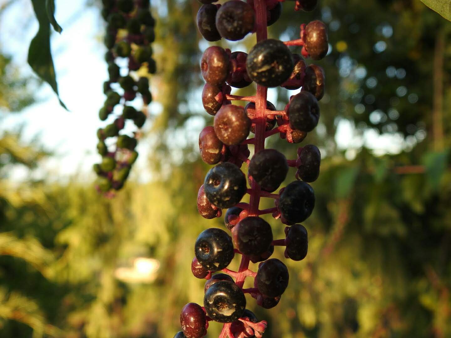 Phytolacca americana