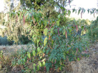 Phytolacca americana