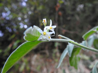 Solanum nigrum