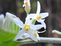 Solanum nigrum