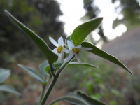 Solanum nigrum