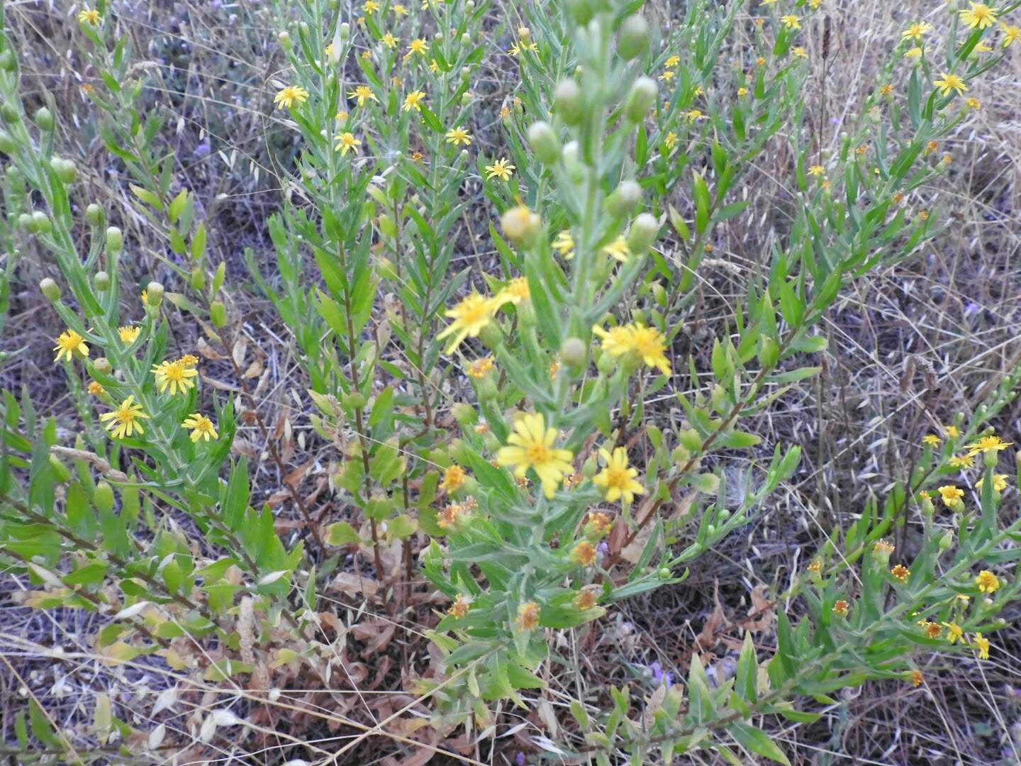 Dittrichia viscosa