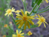 Dittrichia viscosa