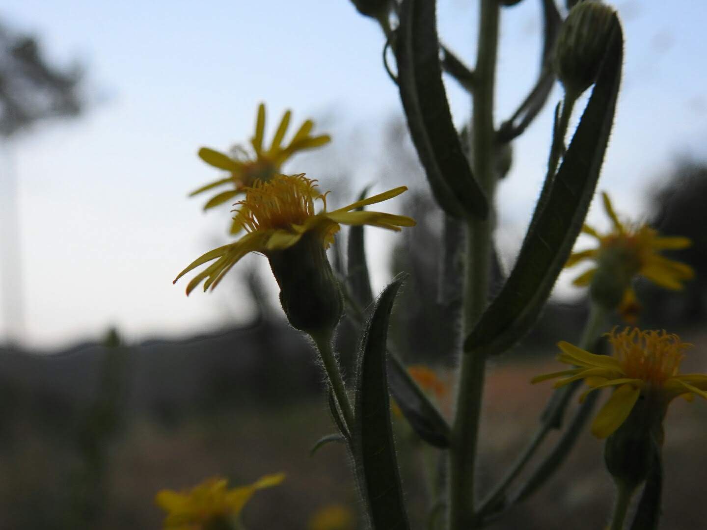 Dittrichia viscosa